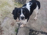 Mâle Springer Spaniel disponible pour saillie