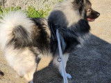Mâle Spitz Loup disponible pour saillie