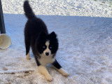 Mâle Pomsky disponible pour saillie