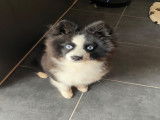 Mâle Pomsky disponible pour saillie