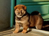Magnifiques Chiots Shiba Inu LOF à vendre