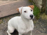 Morgan, mâle Jack Russel disponible pour saillie