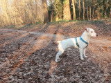 Morgan, mâle Jack Russel disponible pour saillie