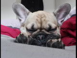 Recherche femelle Bouledogue Français pour faire une saillie