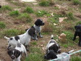 Chiots Drahthaar LOF à vendre