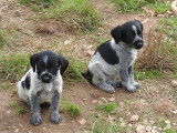 Chiots Drahthaar LOF à vendre