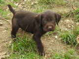 Chiots Drahthaar LOF à vendre