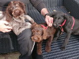 Chiots Drahthaar LOF à vendre
