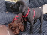 Chiots Drahthaar LOF à vendre