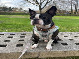 Barney, mâle Boston Terrier LOF disponible pour saillie