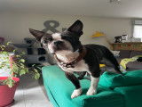 Barney, mâle Boston Terrier LOF disponible pour saillie