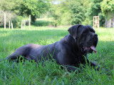 Mâle Cane Corso LOF à vendre