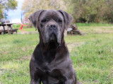 Mâle Cane Corso LOF à vendre