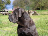 Mâle Cane Corso LOF à vendre