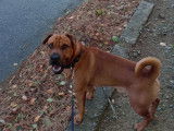 Mâle Shar Pei croisé Beagle disponible pour saillie