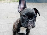 Chiot de type Bouledogue Français mâle à vendre