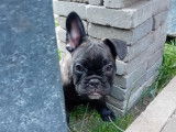 Chiot de type Bouledogue Français mâle à vendre