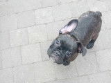 Chiot de type Bouledogue Français mâle à vendre