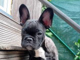 Chiot de type Bouledogue Français mâle à vendre