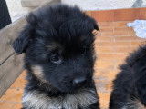 Chiots de race Berger Allemand à Poil Long à vendre (2 femelles & 2 mâles)