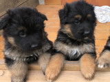 Chiots de race Berger Allemand à Poil Long à vendre (2 femelles & 2 mâles)