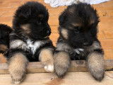 Chiots de race Berger Allemand à Poil Long à vendre (2 femelles & 2 mâles)