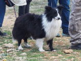 Mâle Berger des Shetland bicolore noir et blanc disponible pour saillie