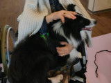 Chien visiteur Ehpad