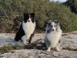 Mâle Berger des Shetland bicolore noir et blanc disponible pour saillie