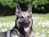 Male Berger Belge Tervueren croisé Beauceron pour saillie