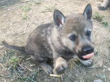 Chiots Loup Tchécoslovaques à réserver