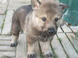 Chiots Loup Tchécoslovaques à réserver