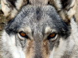 Chiots Loup Tchécoslovaques à réserver