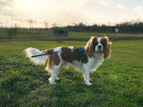 Beau mâle Cavalier King charles Blenheim pour saillie
