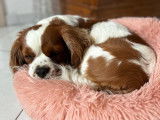 Beau mâle Cavalier King charles Blenheim pour saillie