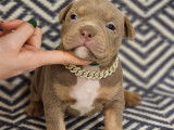 Chiots American Bully pocket à vendre