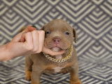 Chiots American Bully pocket à vendre