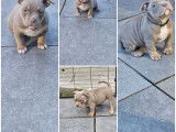 Chiots American Bully pocket à vendre