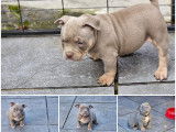 Chiots American Bully pocket à vendre