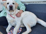 Mâle Labrador Retriever disponible pour saillie