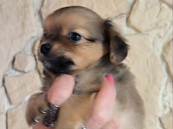 Magnifiques chiots Chihuahua croisés Pinscher à vendre