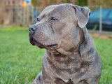 Mâle Staffordshire Bull Terrier disponible pour saliie