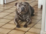 Mâle Staffordshire Bull Terrier disponible pour saliie