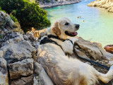 Mâle Golden Retriever disponible pour saillie