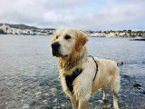 Mâle Golden Retriever disponible pour saillie