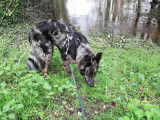 Chienne crois&eacute;e berger &agrave; donner
