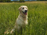 Recherche mâle Golden Retriever pour saillie