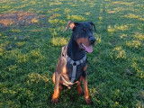Magnifique Dobermann disponible à la saillie