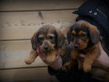 Chiots Teckel à poil dur à vendre