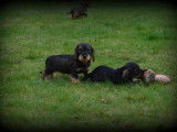 Chiots Teckel à poil dur à vendre